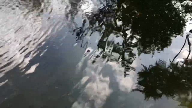 Лакомство для французских бульдогов смотреть онлайн