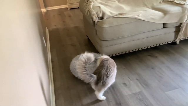 Ragdoll Cat Carries His Bed Through The House! || MUST SEE! #ragdollcats #ragdollcatlovers смотреть онлайн