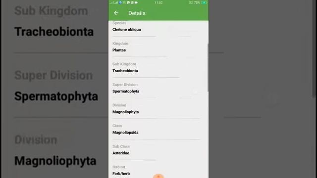 PlantSnap identifies a Red Turtlehead (Chelone obliqua) смотреть онлайн