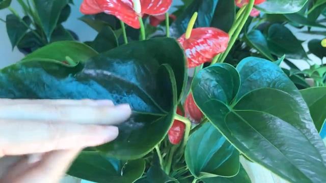 Put 1 Piece In The Root! Suddenly Anthurium Blooms All Year Round Non-stop смотреть онлайн