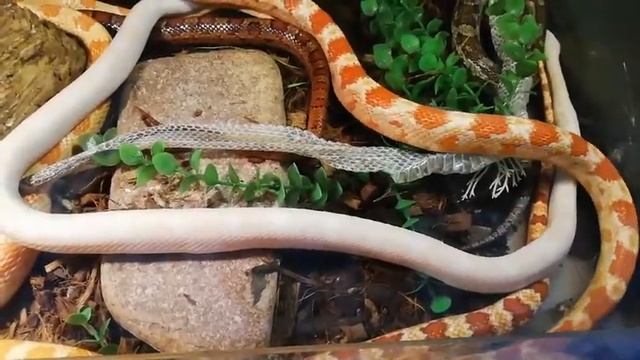 А вы видели как линяет змея? Если нет, то обязательно к просмотру! смотреть онлайн