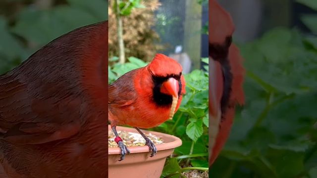 Northern Cardinal | Aviary Birds | Red Cardinal | Softbills