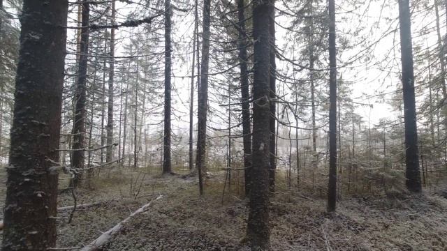 Охота по первому снегу. Что случилось с рябчиком? смотреть онлайн