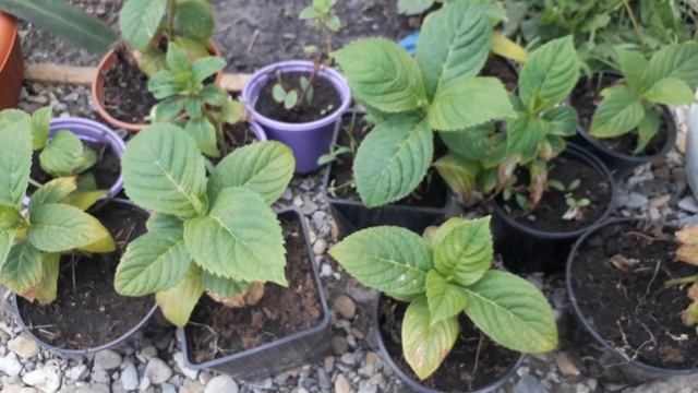 Что растет в полной тени и чувствует себя прекрасно.