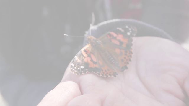Do you have an Angel in your life? смотреть онлайн
