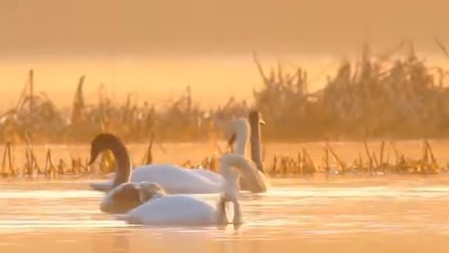 Гордый лебедь Металлиди смотреть онлайн