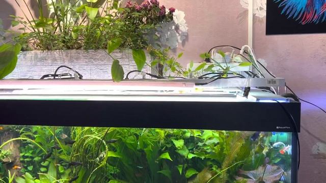 Домашние аквариумы! Свет, удо, фильтрация. Запустил маленький аквариум на подложке из земли смотреть онлайн