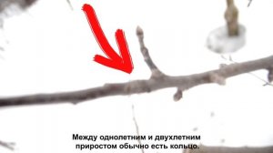 Обрезка яблони. Стройное веретено. Все что нужно знать перед обрезкой.