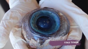 САМАЯ НЕОБЫЧНАЯ ЕДА В МИРЕ