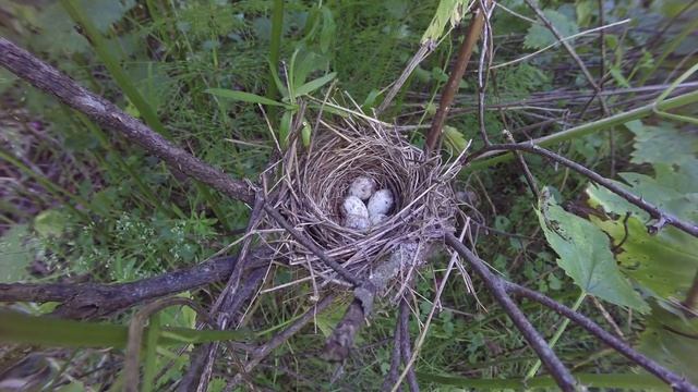 Славка садовая 160611 1 в Поганово Гнездо с яйцами GoPro смотреть онлайн