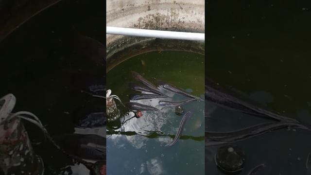 Африканский сом, выращивание на даче. 01,08,2018. Эксперимент №1. смотреть онлайн