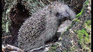 Колючая история. Фильм для детей