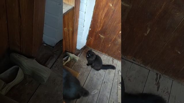 Отправил кота Чернуху в командировку ? smart cat смотреть онлайн