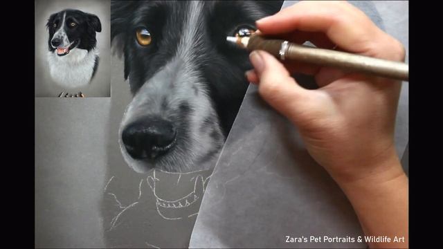 HOW TO DRAW A BORDER COLLIE IN PASTELS | DRAWING BLACK & WHITE FUR смотреть онлайн