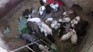 Кролики в яме 2016 июнь 28 ЛИЧНЫЙ ОПЫТ!!!