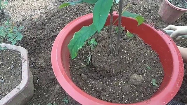 Cách trồng và chăm sóc cây dạ ngọc minh châu смотреть онлайн