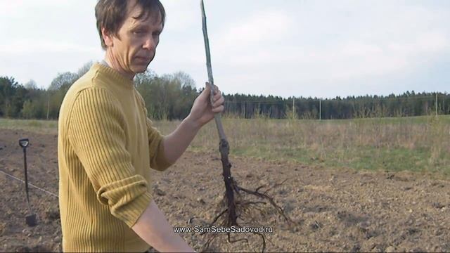 Корни низкорослой яблони смотреть онлайн