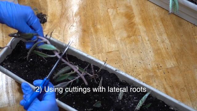 The Best Succulent Plant to Grow and Care Indoors смотреть онлайн