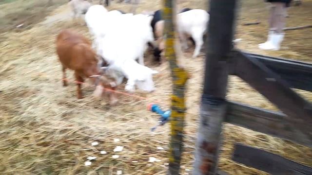 Изоляторы электропастуха дёшево. Electric shepherd. How to make cheap insulators. #ПодсмотрИуБобра смотреть онлайн