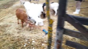 Изоляторы электропастуха дёшево. Electric shepherd. How to make cheap insulators. #ПодсмотрИуБобра