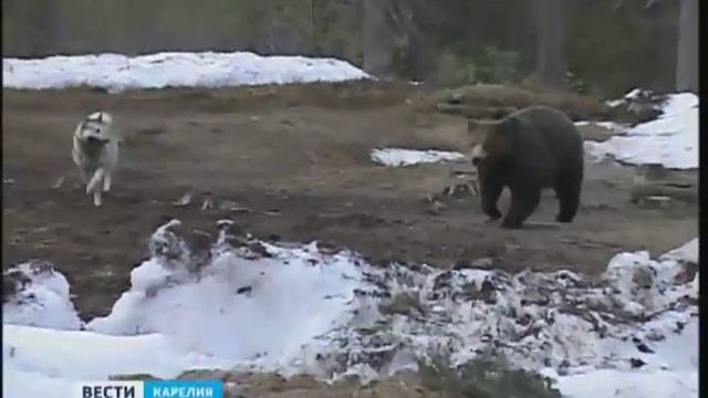 Начало весенней охоты смотреть онлайн