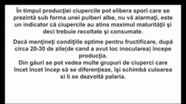 Cateva sfaturi despre cultivarea Ciupercii Pleurotus Ostreatus(Burete de Fag) смотреть онлайн
