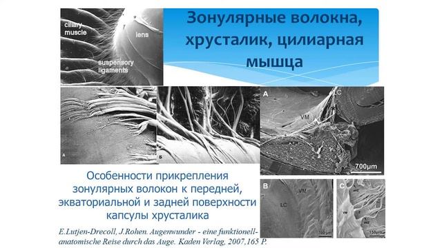 Accommodation Of The Eye. Профессор Иомдина Е.Н., г. Москва, Россия.