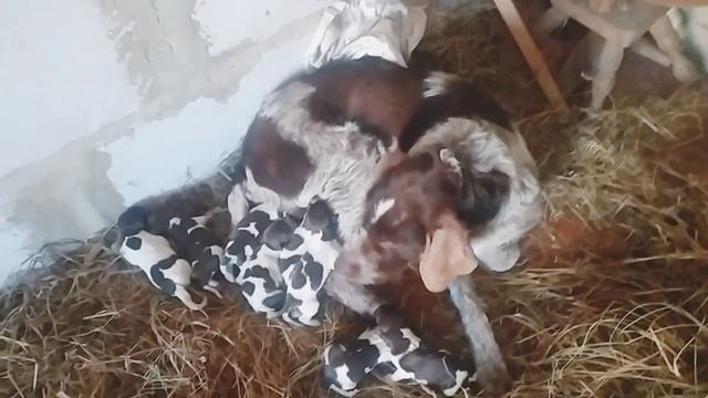 Моя собака Грэтти ощенилась! (драатхар) смотреть онлайн