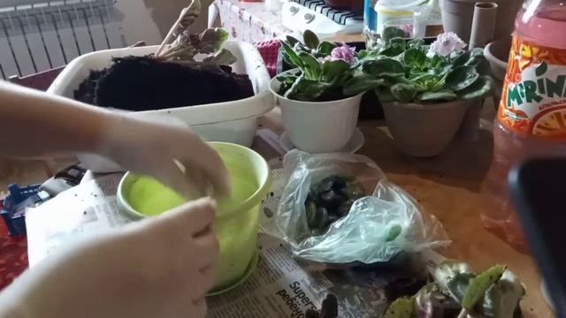 Как поделить фиалку, размножение черенками и листом смотреть онлайн