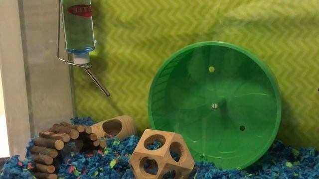 FIRST MOUSE CAGE TOUR! смотреть онлайн
