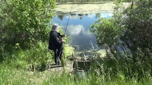 Ротан. Ловля на боковой кивок. смотреть онлайн