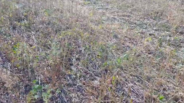 Выращивание горчицы. No-till 07.07.2019. Уборка белой и жёлтой горчицы смотреть онлайн