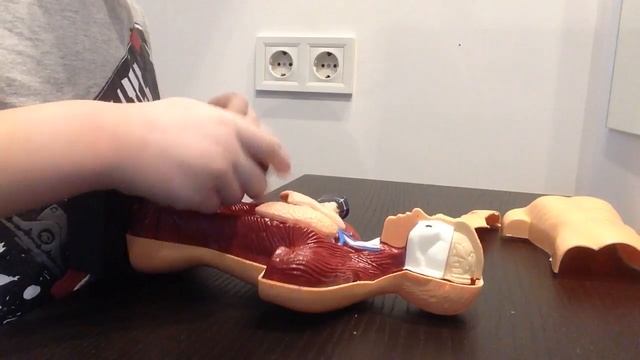 Анатомия человека учебный макет, наглядное пособие, Обзор смотреть онлайн