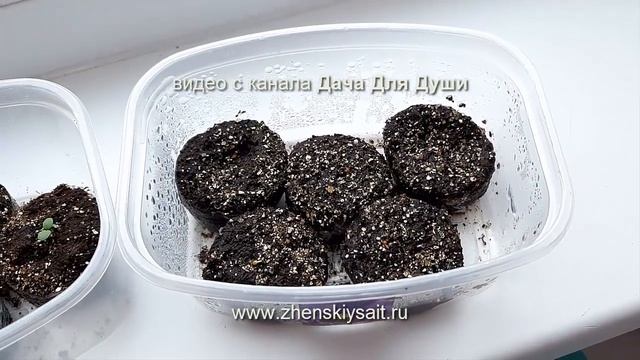 Золотые правила выращивания ВИОЛЫ⚘⚘⚘ смотреть онлайн