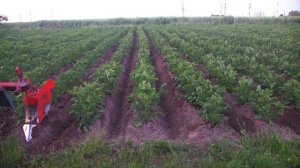 Мотоблок МТЗ-05 с адаптером "третье колесо" Третье окучивание картофеля только на высокой скорости