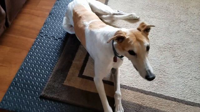 Greyhound Tricks Part 2: 8yrs later смотреть онлайн