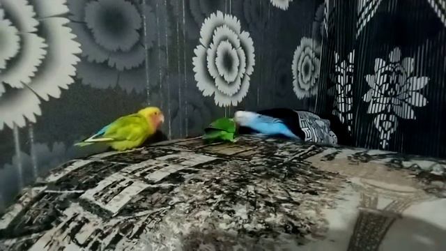Неразлучники и волнистый попугайчик ??? смотреть онлайн