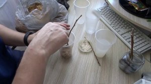 ПОПЫТКА УКОРЕНЕНИЯ ЧЕРЕНКОВ ЯБЛОНИ.Видео №2.Способы укоренение.