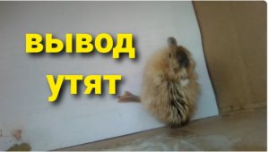 Вывод утят.