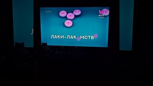 все заставки программы муз тв
