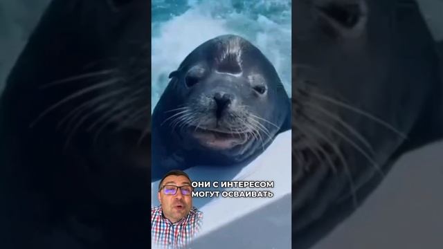 Любопытные ластоногие смотреть онлайн