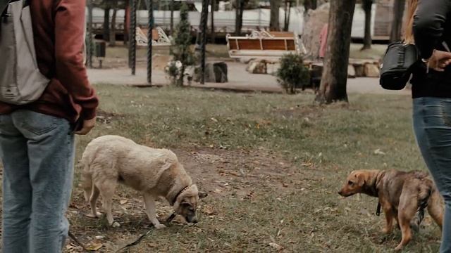 Дорогою добра ФЕСТИВАЛЬ смотреть онлайн