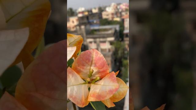Bougainvillea Chitra Monduring