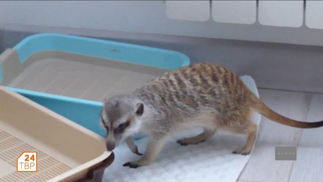 Познакомьтесь с сурикатом | Элита смотреть онлайн