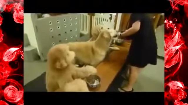 Смешные видео приколы с собаками. Умные собаки смотреть онлайн