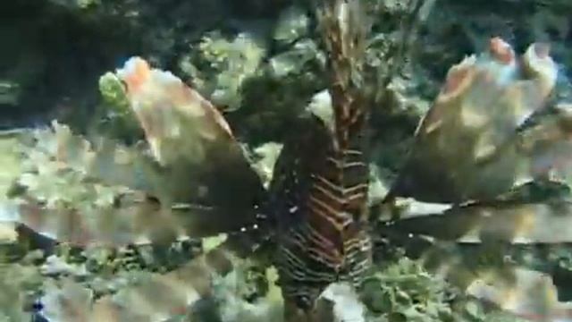 Lionfish a Ras Nasrani смотреть онлайн
