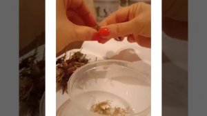 Как собрать семена гацании. Семена магазина BELLA