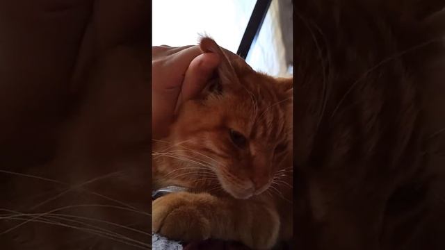 Рыжий котопарень, глажу мальчика мейн-куна смотреть онлайн