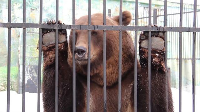 Масленица в Лимпопо смотреть онлайн