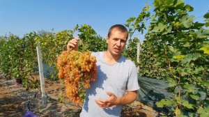 Кишмиш Казантип 2021